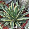 Agave victoriae-reginae f.variegata горшок 12 см