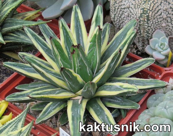 Agave victoriae-reginae f.variegata горшок 12 см