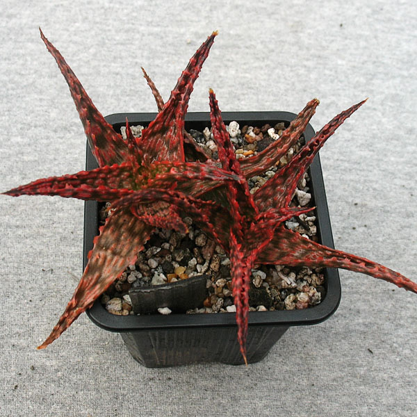 Aloe hybr (100)