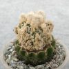 Astrophytum ornatum cv. Fukuryu