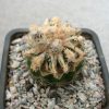 Astrophytum ornatum cv. Fukuryu multicostatus (200)