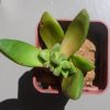 Crassula Benjamin