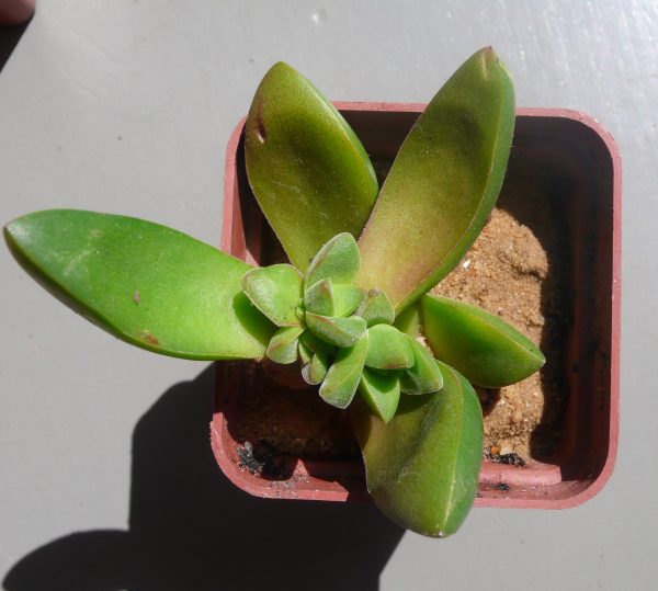 Crassula Benjamin