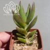 Crassula Colored Tipe ( hybrid Ermak Olga)