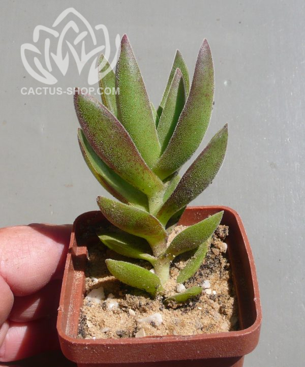 Crassula Colored Tipe ( hybrid Ermak Olga)