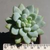 Echeveria Estrella