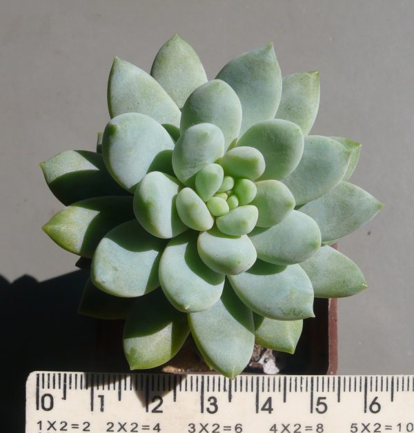 Echeveria Estrella