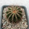 Echinopsis cv. Haku-Yo (150)
