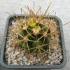 Ferocactus chrysacanthus (150)