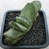 Gasteria cv. Sakura Fuji (150)