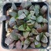 Haworthia ‘Godzilla’ + Haworthia bayeri -Japan- + Haworthia ‘Yulia’hybrid F2 горшик 7 см 1400 гривень весь горшик