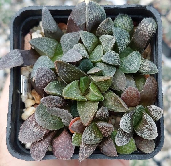 Haworthia ‘Godzilla’ + Haworthia bayeri -Japan- + Haworthia ‘Yulia’hybrid F2 горшик 7 см 1400 гривень весь горшик