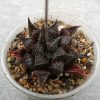 Haworthia paradoxa IB 4563 (100)