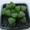 Haworthia pygmaea cv. Crystallina (125)