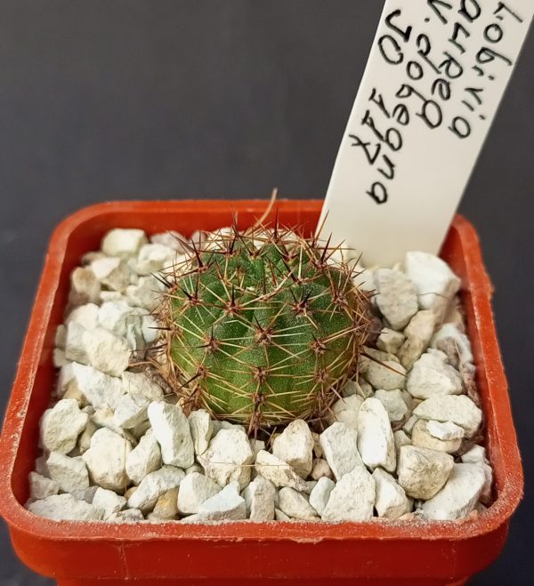 IMG_20230820_175320_717