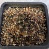 Lobivia arachnacantha f. nigra orange (150)