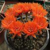 Lobivia arachnacantha f. nigra orange_