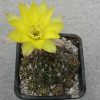Lobivia aurea v. shaferi (100)