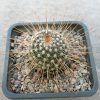 Mammillaria geminispina v. nobilis