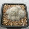 Mammillaria glassii (150)