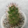 Mammillaria occidentalis