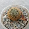 Sulcorebutia albissima WK 679