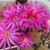 Sulcorebutia albissima WK 679_
