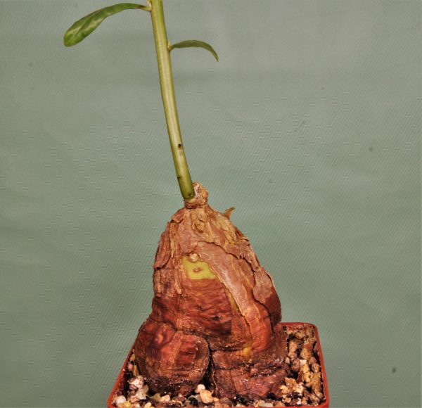 Talinum caffrum. Dodoma prov. Tanzania 1 — 1100грн. Кубик 8х8см