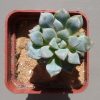 10 Echeveria corumbulosa