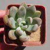 11 Graptopetalum Amigo