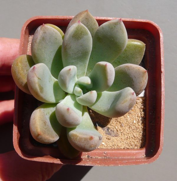 11 Graptopetalum Amigo