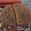 1542 Lithops aucampiae C2 IMG_3432 копия