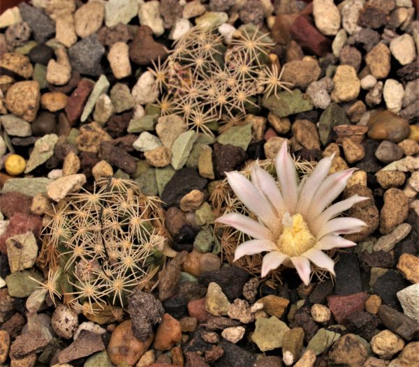 30.Mammillaria coahuilensis E.Camacho (Zacatares) — 10х50