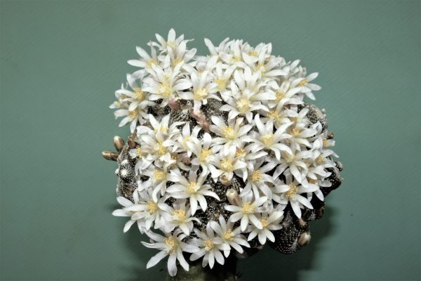 32.Blossfeldia fechseri — 4х30