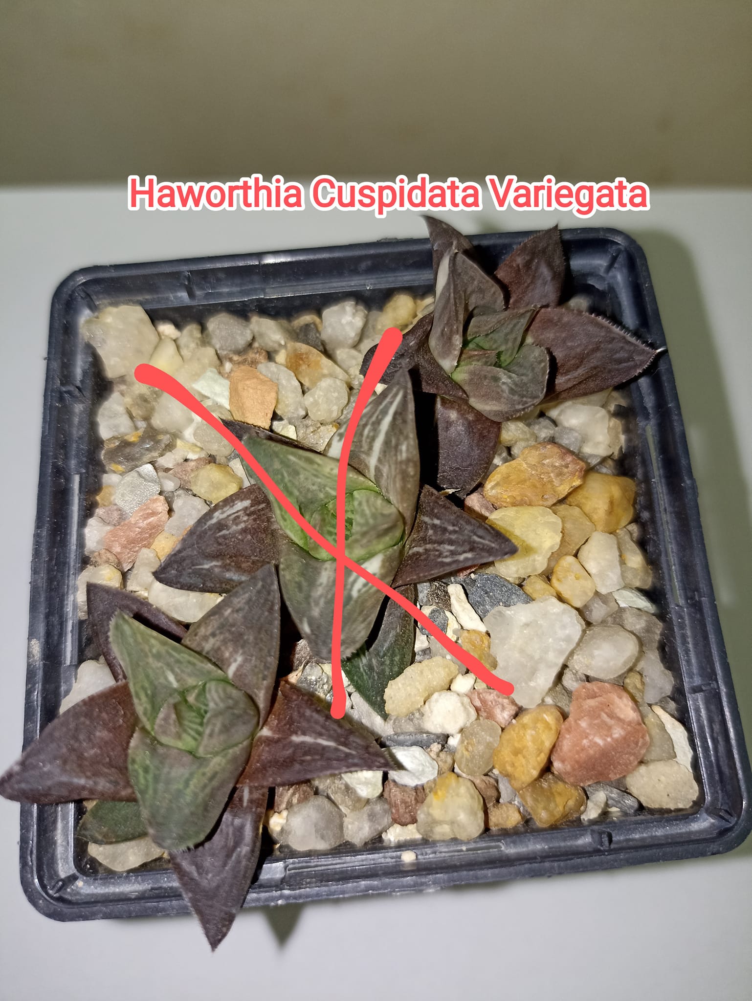 Haworthia Cuspidata Variegata Cactus Shop