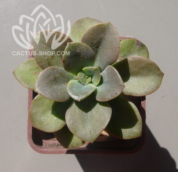 4 Echeveria Chroma