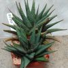 4206 Haworthia limifolia f.variegata -Japan-_