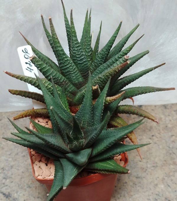 4206 Haworthia limifolia f.variegata -Japan-_