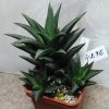 4276 Haworthia tortuosa ‘Zogemoth Mishiki’