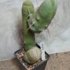 4281 Trichocereus bridgesii f. monstrose
