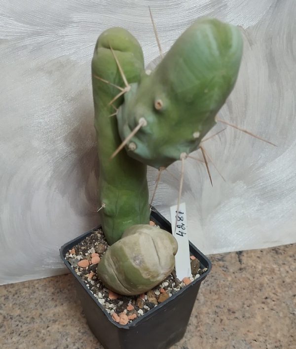 4281 Trichocereus bridgesii f. monstrose