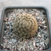 47 Mammillaria roemeri