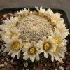 48 Mammillaria roemeri