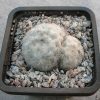 52 Mammillaria plumosa