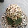 6 Astrophytum asterias Kikko turtle