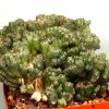 Cereus-peruvianus-f.-monstrosa-150грн. Лубик 9х9см