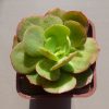 Echeveria Suyon (2)