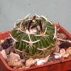 Echinofossssulocactus sp. 100грн. Кубик 5х5см
