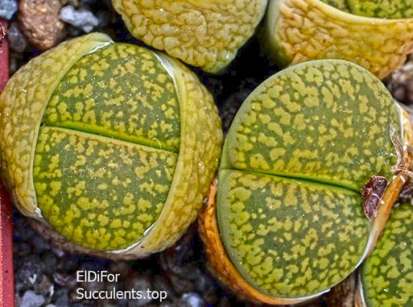 Lithops aucampiae C395 cv. Jackson’s Jade white flower IMG_3435 копия2