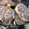 Lithops hermetica SH2003 Sperrgebeit IMG_3844 копия